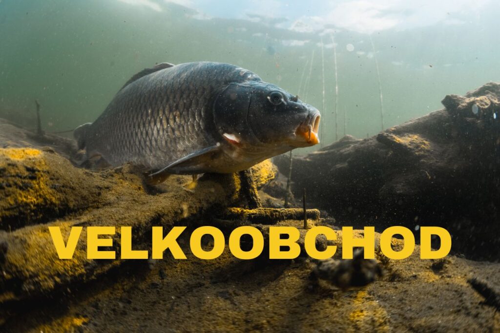 Velkoobchod se sladkovodními rybami