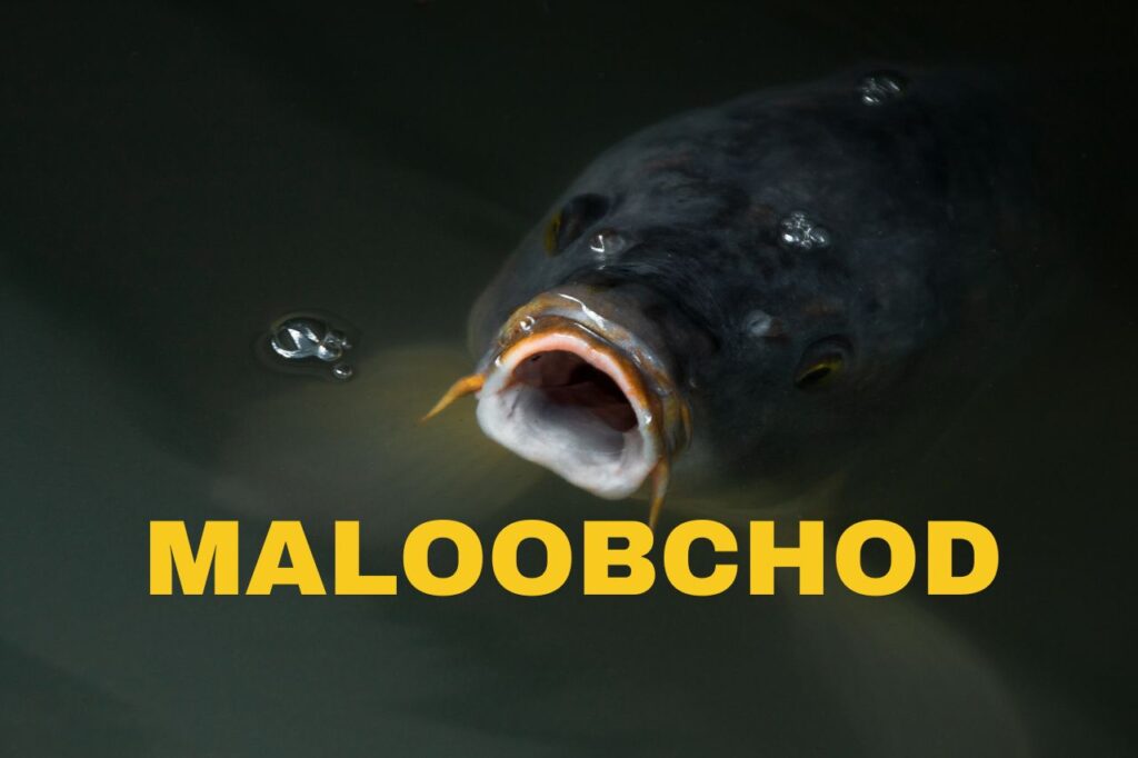 Maoobchod se sladkovodními rybami