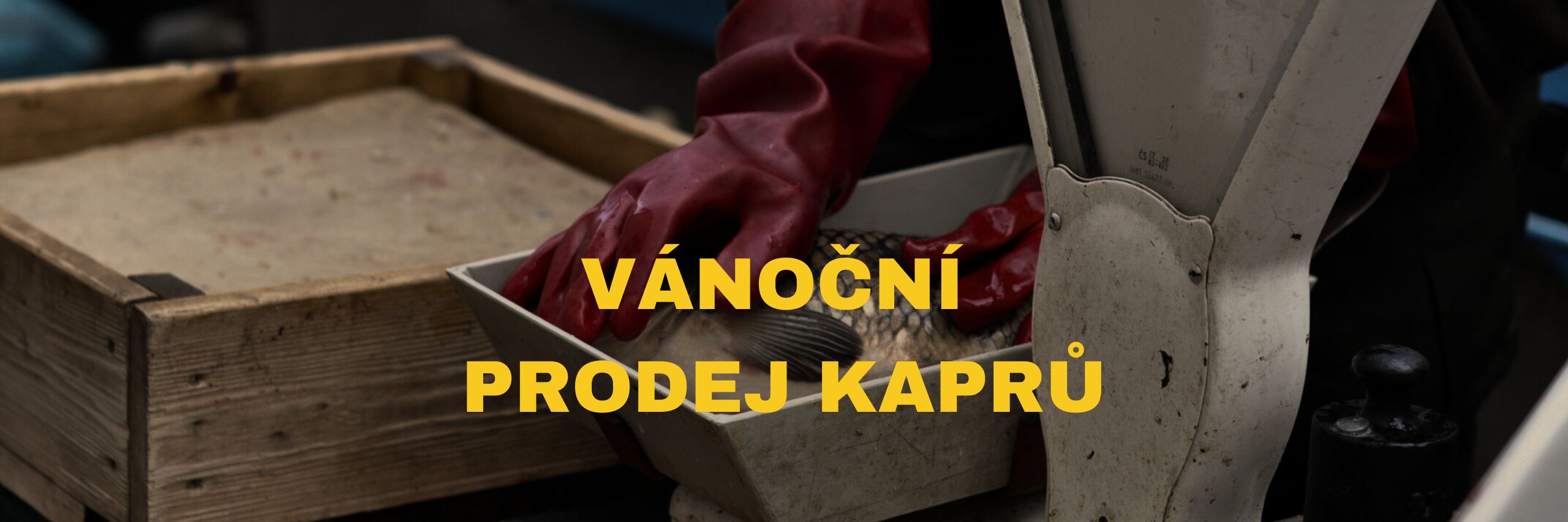 vánoční prodej kaprů