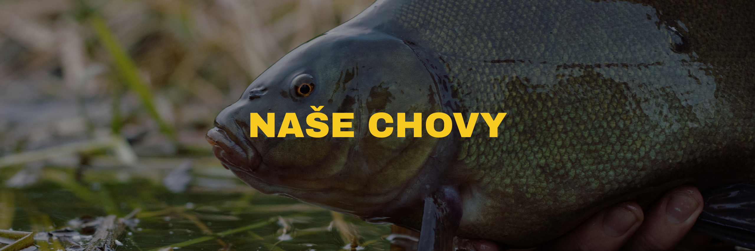 naše chovy sladkovodních ryb