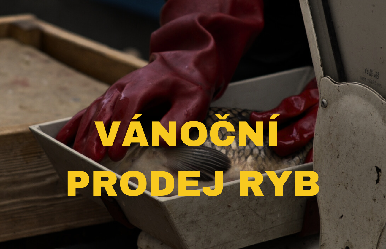 vánoční prodej ryb