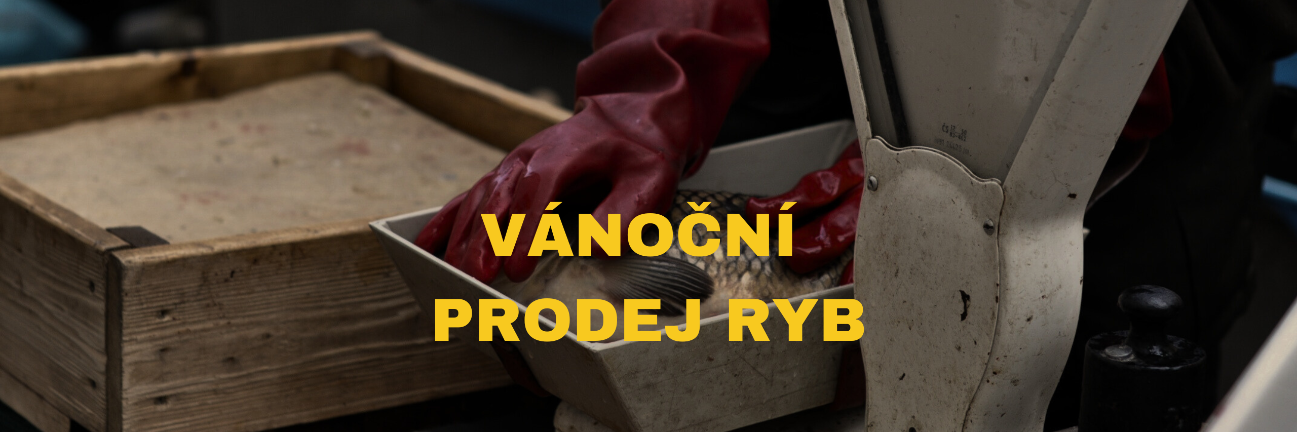 VÁNOČNÍ PRODEJ RYB