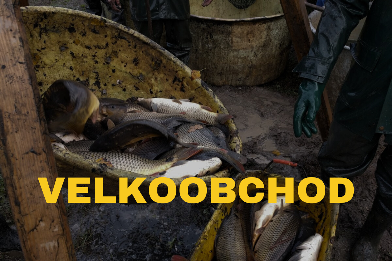 velkoobchodní prodej sladkovodních ryb